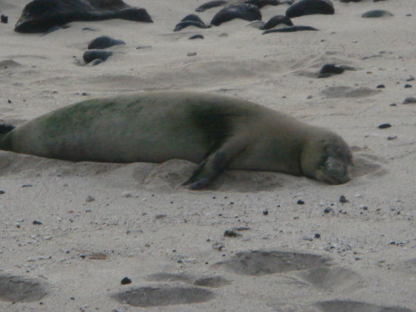 TLWinter0809_Hawaii_MonkSeal